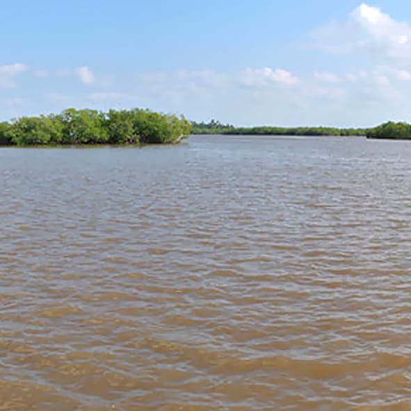 Visitar la Laguna de Mecoacán – TABASCO, MARAVILLAS NATURALES